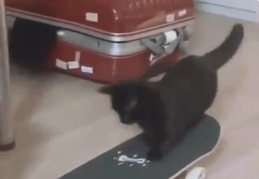 【すごい】スケボーで楽しそうに遊ぶ猫が話題。自分で滑らせ飛び乗る姿が可愛い！
