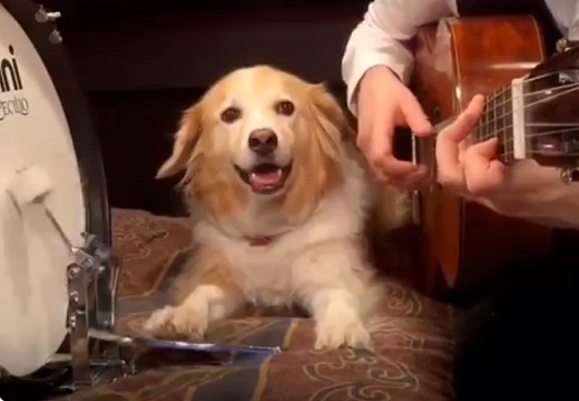 【動画】リズム感が優秀すぎる犬が話題「時々ギターを確認してる！」「天才ワンコ！」
