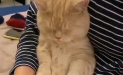 【動画】足の爪を切ってもらっている猫ちゃん。表情が可愛いすぎる