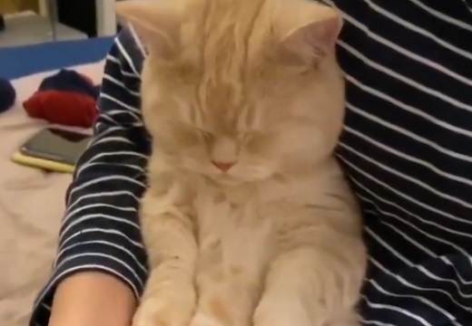【動画】足の爪を切ってもらっている猫ちゃん。表情が可愛いすぎる