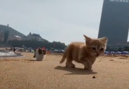 【テケテケ】浜辺を歩く小さな子猫達が話題「ずっと見ていられる！」