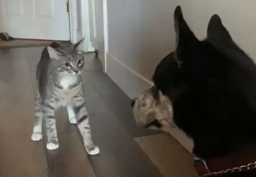 【動画】犬にちょっかいかけたい猫が話題「猫ちゃんの立ち姿が(笑」