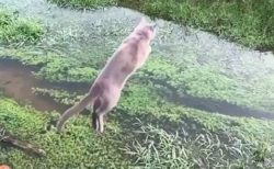 【動画】猫のジャンプが美しすぎると話題「助走なしですごい‥」「かっこいい！」