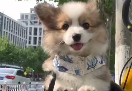 【動画】見ているだけで癒される犬の笑顔が話題「素敵すぎる」