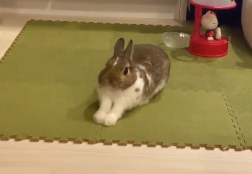 【ふぁ‥】ウサギがあくびをするだけの動画が話題「なんてかわいい‥」「可愛い過ぎ!!」