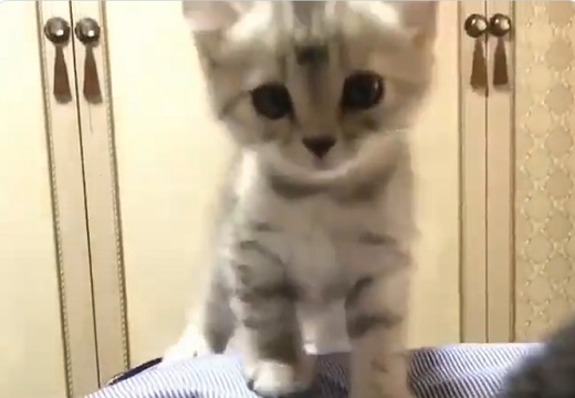 【こねこ】子猫がひたすら可愛い動画が話題「こんな子いたら出かけられない」