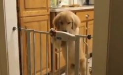 【賢い】立ち上がり自分で鍵を開錠する犬が話題「すっごく頭いい！」「よく見てる」