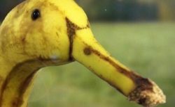 【？！】「このバナナがアヒルに見える人は疲れている」→疲れている人が続出！