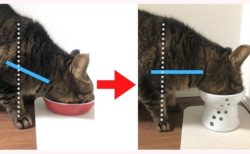 獣医師さんより「猫の食器を食べやすい高さに置くと、食道や腹部への負担が減り嘔吐しにくくなります」