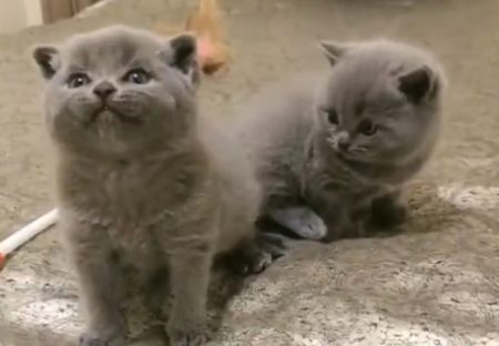 【動画】雄たけびをがんばってる子猫と、周りの子猫の反応が可愛い！