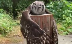 【動画】大きな羽を広げ丸太に抱きついているフクロウが話題「何してるの！？」