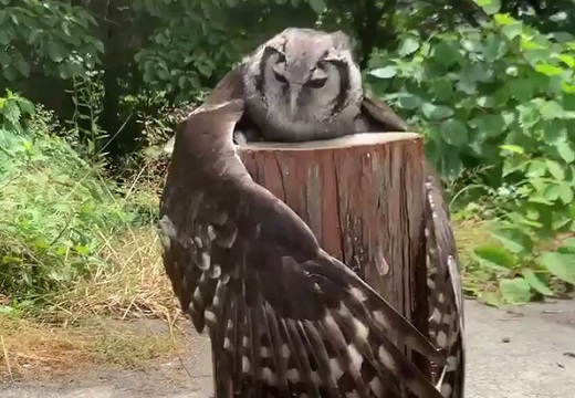 【動画】大きな羽を広げ丸太に抱きついているフクロウが話題「何してるの！？」