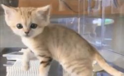 【動画】栃木の動物園にいる世界最小級の野生ネコ「スナネコ」の赤ちゃん。くるっと回る姿が可愛いすぎる！