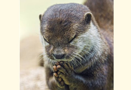 一生懸命お祈りしてるように見えるカワウソくんが話題 何をお願いしてるのかな Break Time