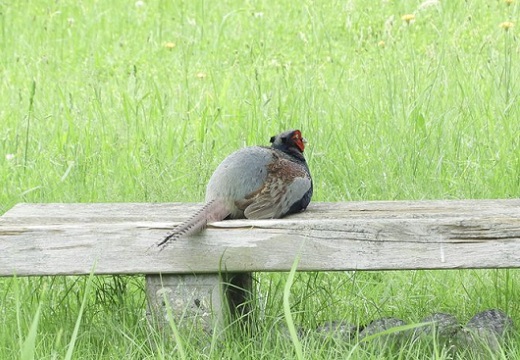 国鳥 公園のベンチに座ってくつろぐキジが発見され話題に 猫かと思った 桃太郎待ち Break Time