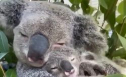 【動画】くっついて眠るコアラの親子が可愛すぎる‥