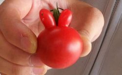 【ミラクル！】奇跡的にかわいいトマトが話題。うさぎにしか見えない！