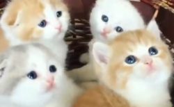 【動画】何かを夢中で目で追う4匹の子猫。つぶらな目が最高にキュート