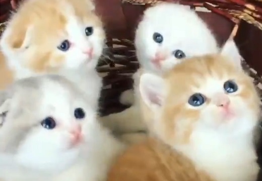 【動画】何かを夢中で目で追う4匹の子猫。つぶらな目が最高にキュート