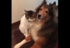 【動画】お気に入りのぬいぐるみを大事にする猫ちゃんが可愛い！