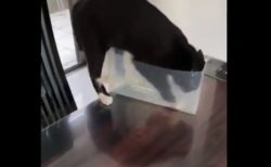 何やら夢中な猫。うっかりテーブルから落っこちてしまう！