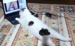 パソコンを悠々と使いこなす猫ちゃん。尻尾が可愛い！