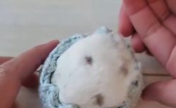手作り編み物の「入れ物」がお気に入りのハムちゃん。ぴったりだね！