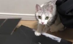 お気に入りの箱を壊された猫ちゃん。ガチで怒ってるよ・・・