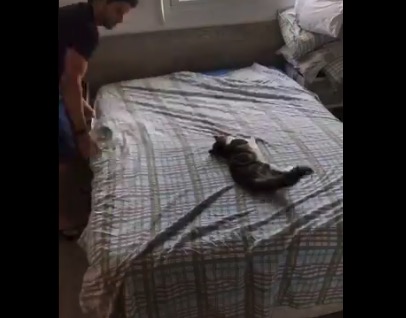 ベッドメイキングをひたすら邪魔する猫。でも憎めにゃい！