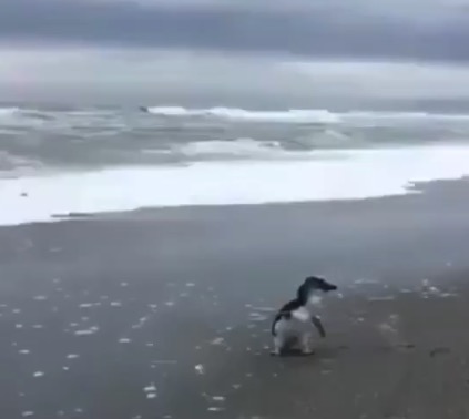怪我が治り、海に帰るとき。名残惜しそうに振り返るペンギン！