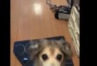 【犬】ゴールデン君の「成長」をまとめた動画。これはわかりやすい！