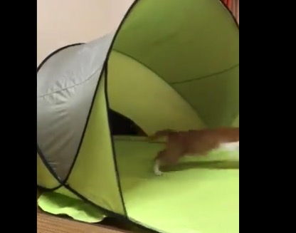 部屋で広げた「テント」テンションぶち上がりな猫ちゃん！