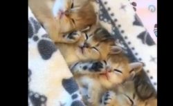 【高画質】子猫ちゃんたちのお昼寝。幸せそうに寝てるな〜
