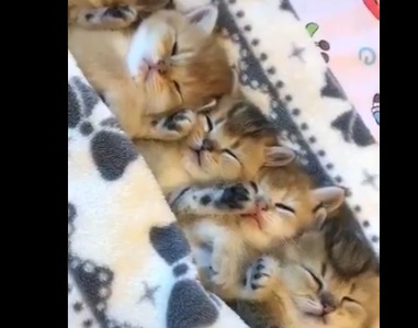 【高画質】子猫ちゃんたちのお昼寝。幸せそうに寝てるな〜