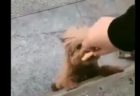【動画】雄たけびをがんばってる子猫と、周りの子猫の反応が可愛い！