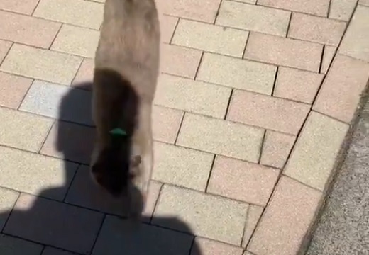 【動画】どうしても日陰に入りたい猫が話題「撫でてほしいのでは？(笑)」