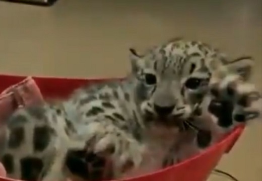 【かわいい】ユキヒョウ赤ちゃんの体重測定が話題「完全に子猫！」「手が大きいｗ」