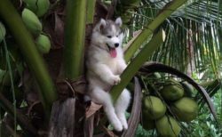 木に登って「降りられなくなった」ハスキー犬が可愛すぎる！