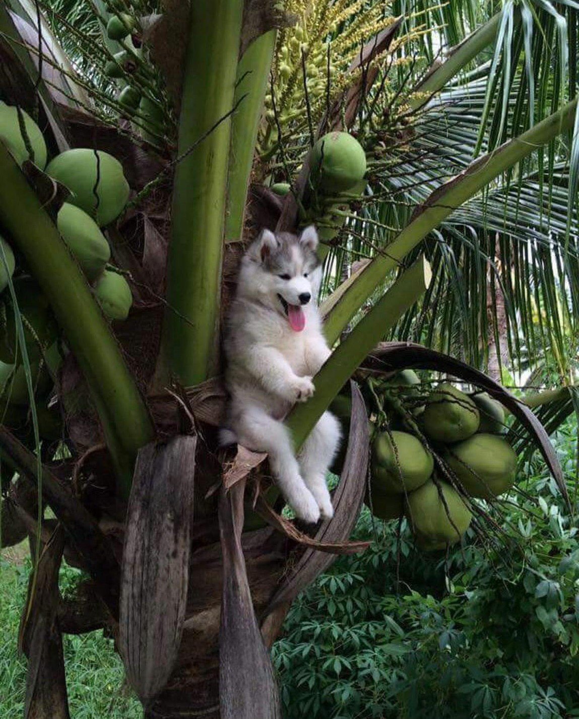 木に登って「降りられなくなった」ハスキー犬が可愛すぎる！