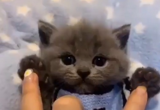 【動画】最上級にかわいい子猫が話題「ぬいぐるみみたい！」