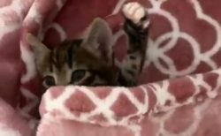 【大あくびｗ】めくった毛布から出てくる子猫がすごい可愛いさ