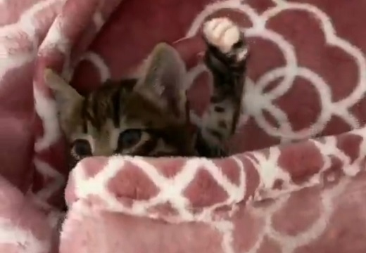 【大あくびｗ】めくった毛布から出てくる子猫がすごい可愛いさ