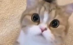 【萌え2秒】猫の可愛さが凝縮された動画が話題「やられた」「目がクリクリ！」