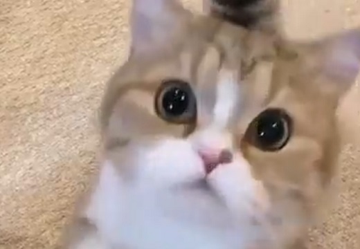 【萌え2秒】猫の可愛さが凝縮された動画が話題「やられた」「目がクリクリ！」