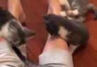 【動画】最上級にかわいい子猫が話題「ぬいぐるみみたい！」