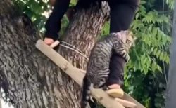 【ｺﾜｲﾖｫ～】木から降りられなくなった猫、救助される様子が可愛いすぎる「こわいよ～って言ってるｗ」