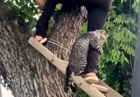 【ｺﾜｲﾖｫ～】木から降りられなくなった猫、救助される様子が可愛いすぎる「こわいよ～って言ってるｗ」