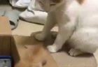 【ｗ】藤あや子さんの目の前を猛スピードで通過する猫2匹！とあや子さんの反応が話題