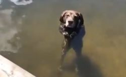 【ｗ】水中で立ってる犬くんが話題