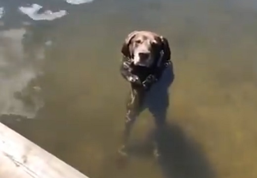 【ｗ】水中で立ってる犬くんが話題